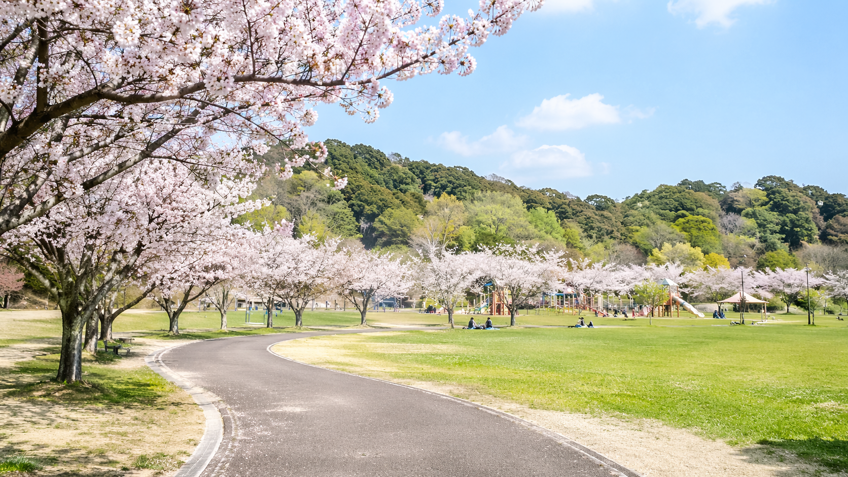 姫路市の桜山公園の全景と桜並木、芝生広場の開放感が伝わる風景